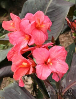 Menu Dwarf Canna Collection -Holland Bulb Farms 73164 pink futurity dwarf canna 1