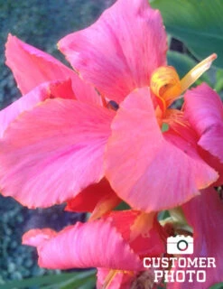 Menu Dwarf Canna Collection -Holland Bulb Farms 73164 pink futurity dwarf canna 2 1