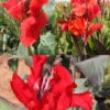 Menu Red Hot Canna Collection -Holland Bulb Farms 73165