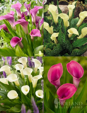 Menu A Lady's Favorite Calla Collection 3 Menu A Lady's Favorite Calla Collection