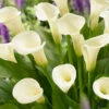 Menu Intimate Queen Calla Lily -Holland Bulb Farms 73167 intimate queen calla lily 2 1
