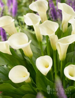 Menu A Lady's Favorite Calla Collection 24 Menu A Lady's Favorite Calla Collection -Holland Bulb Farms 73167 intimate queen calla lily 2