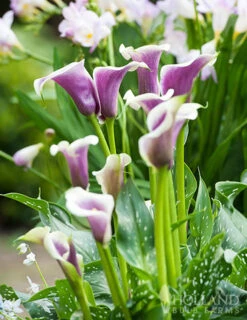 Menu Picasso Calla Lily -Holland Bulb Farms 73169 picasso calla lilies 2