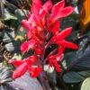 Menu Red Futurity Canna