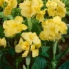 Menu Yellow Futurity Canna -Holland Bulb Farms 73171