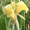 Menu Puck Canna Lily