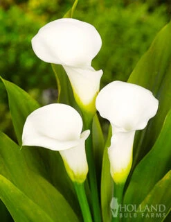 Menu Crystal Clear Calla Lily Collection -Holland Bulb Farms 73175 calla lilies crystal clear 2 1