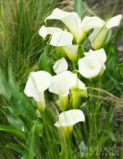Menu Crystal Clear Calla Lily Collection -Holland Bulb Farms 73175 calla lilies crystal clear 4 1