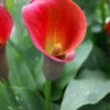Menu Red Alert Calla Lily -Holland Bulb Farms 73176 red alert calla lily