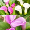 Menu Crystal Clear Calla Lily Collection -Holland Bulb Farms 73177 crystal clear calla lily collection