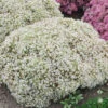 Menu Bundle Of Joy Sedum -Holland Bulb Farms 74100 bundle of joy