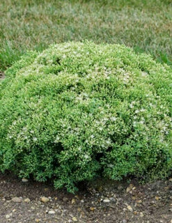 Menu Medley Of Sedum Collection -Holland Bulb Farms 74100 bundle of joy 2 1