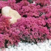 Menu Dazzleberry Sedum -Holland Bulb Farms 74101 dazzleberry