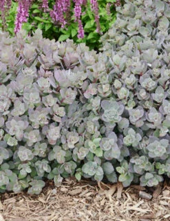 Menu Dazzleberry Sedum -Holland Bulb Farms 74101 dazzleberry 3