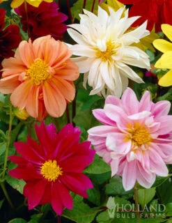 Menu Deer Resistant Summer Collection -Holland Bulb Farms 74102 mixed unwin dwarf dahlias value bag 2 1