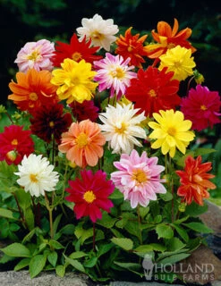 Menu Ultimate Garden Collection -Holland Bulb Farms 74102 mixed unwin dwarf dahlias value bag