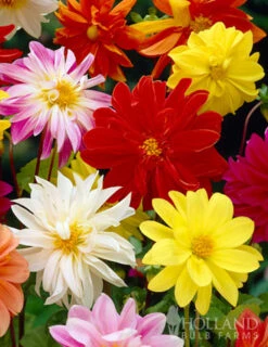 Menu Mixed Unwin Dwarf Dahlias Value Bag -Holland Bulb Farms 74102 mixed unwin dwarf dahlias value bag 3 2