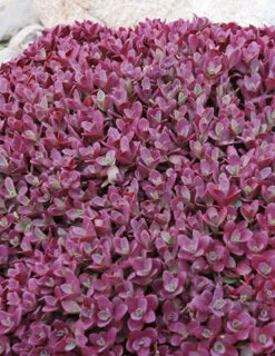 Menu Medley Of Sedum Collection -Holland Bulb Farms 74103 firecracker 1