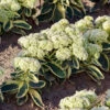 Menu Frosted Fire Sedum -Holland Bulb Farms 74104 frosted fire 2