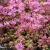 Menu Fulda Glow Sedum -Holland Bulb Farms 74105 fulda glow
