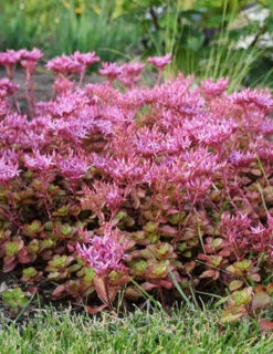 Menu Fulda Glow Sedum -Holland Bulb Farms 74105 fulda glow 2
