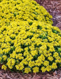 Menu Little Miss Sunshine Sedum -Holland Bulb Farms 74106 little miss sunshine 2