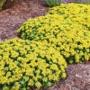 Menu Little Miss Sunshine Sedum -Holland Bulb Farms 74106 little miss sunshine 3