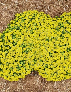 Menu Little Miss Sunshine Sedum -Holland Bulb Farms 74106 little miss sunshine 4
