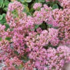 Menu Lime Zinger Sedum -Holland Bulb Farms 74107 lime zinger 1