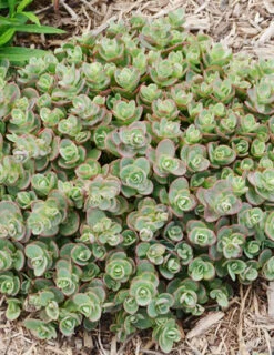 Menu Lime Zinger Sedum -Holland Bulb Farms 74107 lime zinger 2 1