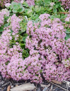 Menu Lime Zinger Sedum -Holland Bulb Farms 74107 lime zinger 3 1