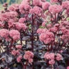 Menu Night Embers Sedum -Holland Bulb Farms 74108 night embers
