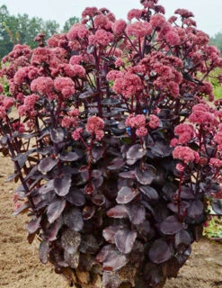 Menu Night Embers Sedum -Holland Bulb Farms 74108 night embers 2