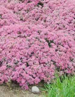 Menu Medley Of Sedum Collection -Holland Bulb Farms 74109 popstar 2 2
