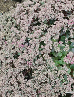 Menu Sizzling Sedum Sampler Collection -Holland Bulb Farms 74109 popstar