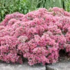 Menu Popstar Sedum -Holland Bulb Farms 74109 popstar 3 1