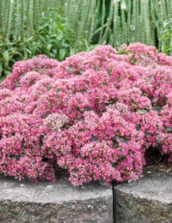 Menu Medley Of Sedum Collection -Holland Bulb Farms 74109 popstar 3 2