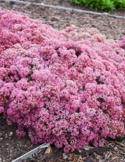 Menu Medley Of Sedum Collection -Holland Bulb Farms 74109 popstar 4 2