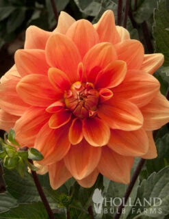 Menu Orange Nugget Border Dahlia -Holland Bulb Farms 74110 orange nugget border dahlia 2 1