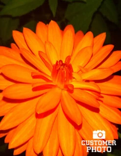 Menu Border Dahlia Collection -Holland Bulb Farms 74110 orange nugget border dahlia 2018 10 10 suzanne beever