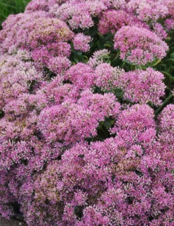 Menu Sizzling Sedum Sampler Collection -Holland Bulb Farms 74111 powderpuff 2