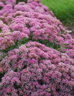 Menu Powderpuff Sedum -Holland Bulb Farms 74111 powderpuff 3 1