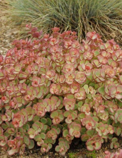 Menu Medley Of Sedum Collection -Holland Bulb Farms 74112 sieboldii 2