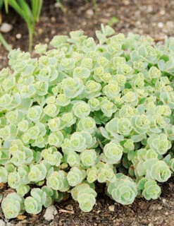 Menu Medley Of Sedum Collection -Holland Bulb Farms 74112 sieboldii 4