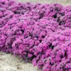 Menu Superstar Sedum -Holland Bulb Farms 74113 superstar 2