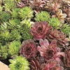 Menu Assorted Hens & Chicks -Holland Bulb Farms 74114 sempervivum