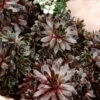 Menu Silverine Hens & Chicks -Holland Bulb Farms 74115 hens and chicks 2 1