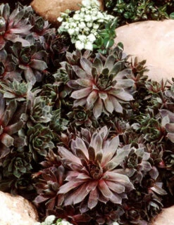 Menu Silverine Hens & Chicks