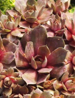 Menu Sizzling Sedum Sampler Collection -Holland Bulb Farms 74115 hens and chicks