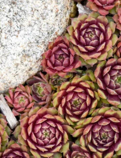 Menu Ruby Heart Hens & Chicks -Holland Bulb Farms 74116 ruby heart hens and chicks 3